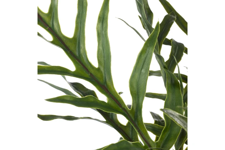 Blue Star Fern Pot