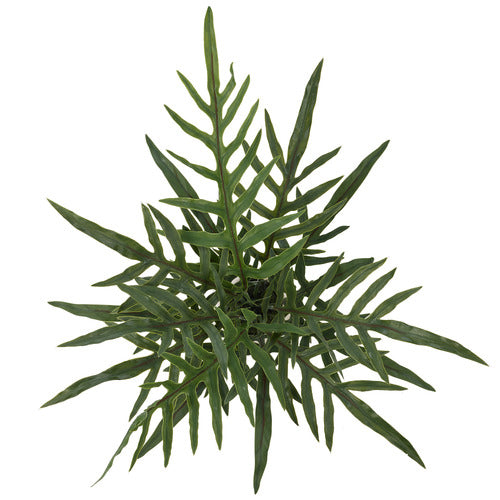 Blue Star Fern Pot