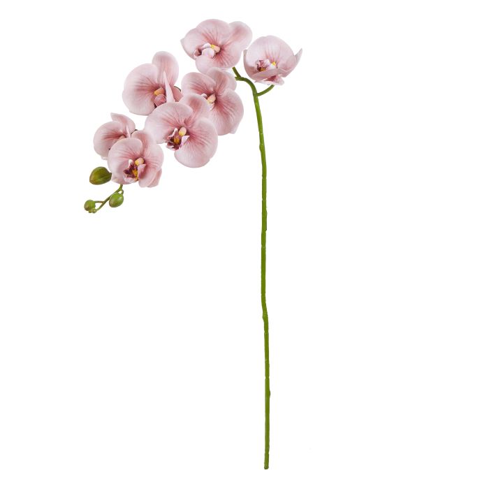 ROGUE PHALAENOPSIS ORCHID PINK