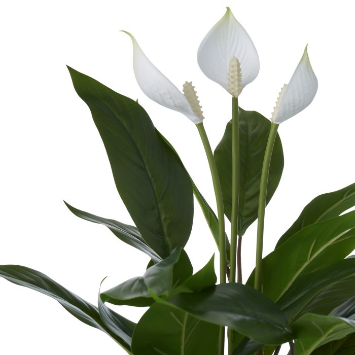 Rogue Peace Lily in Pot Green