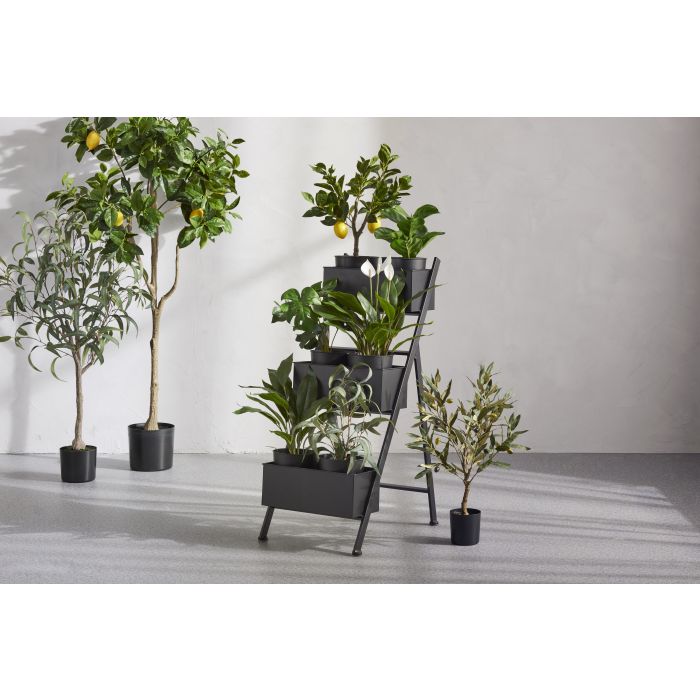 Rogue Peace Lily in Pot Green