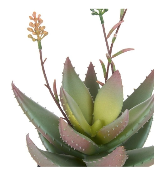 Rogue Flowering Aloe Green