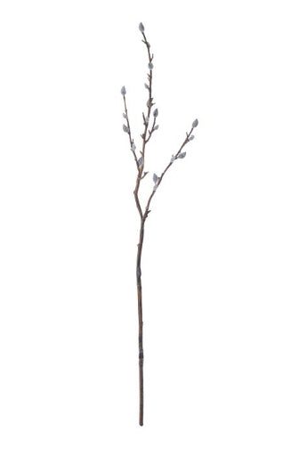 Rogue Pussy Willow Spray Natural