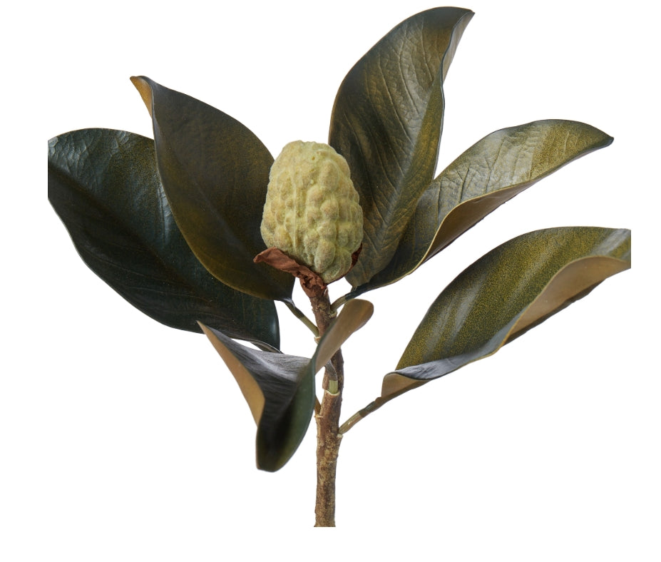 Rogue Magnolia Bud Foliage Green