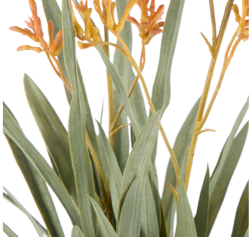 Rogue Kangaroo Paw-Maliah Pot Yellow 35x25x72cm