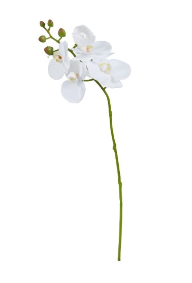 Phalaenopsis Orchid Spray White