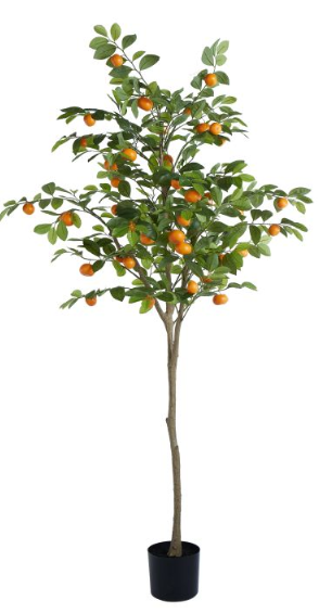 Cumquat Tree
