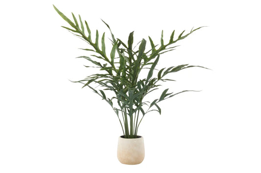 Blue Star Fern Pot