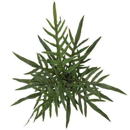 Blue Star Fern Pot
