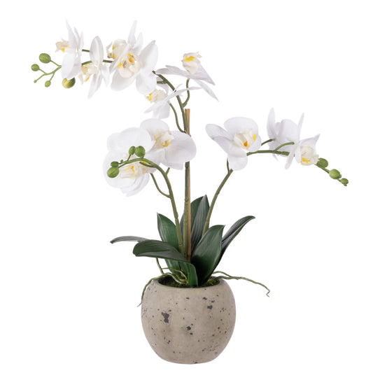 ROGUE PHALAENOPSIS ORCHID POT WHITE