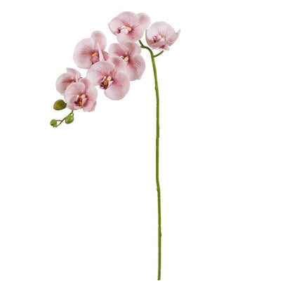 ROGUE PHALAENOPSIS ORCHID PINK