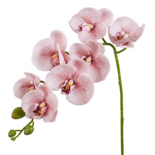 ROGUE PHALAENOPSIS ORCHID PINK