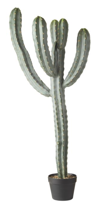 Saguaro Cactus Green