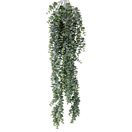 Eucalyptus Hanging Plant