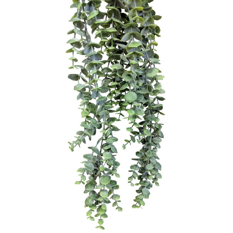 Eucalyptus Hanging Plant