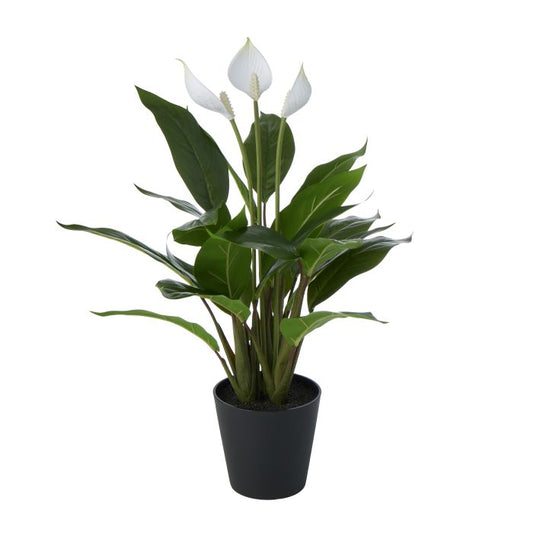 Rogue Peace Lily in Pot Green