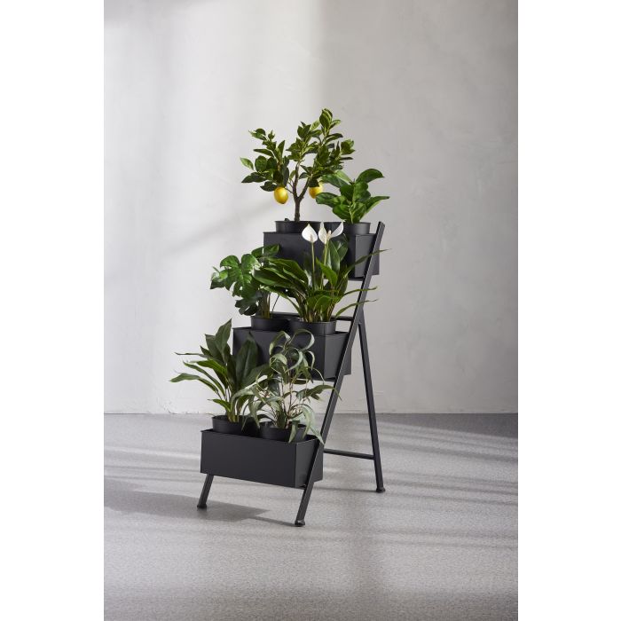 Rogue Peace Lily in Pot Green