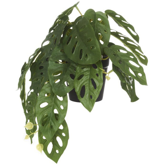 Rogue Monstera Adansonii Green