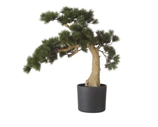 Rogue Pine Bonsai Green
