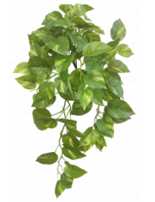 66CM POTHOS HANGING BUSH