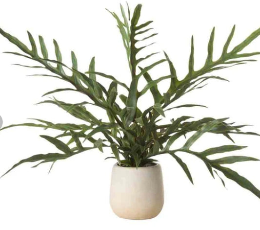 Blue star fern pot