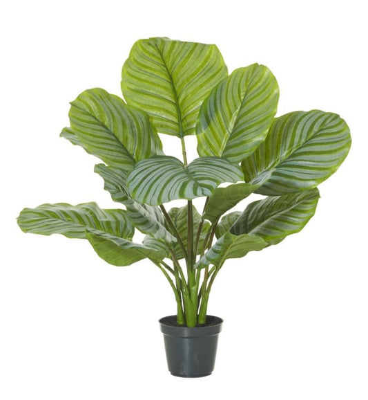 Rogue Calathea Plant-Garden Pot Variegated/Black