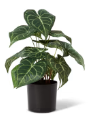 Anthurium Plant Potted