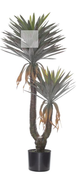 Yucca Plant
