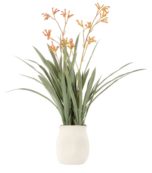 Rogue Kangaroo Paw-Maliah Pot Yellow 35x25x72cm