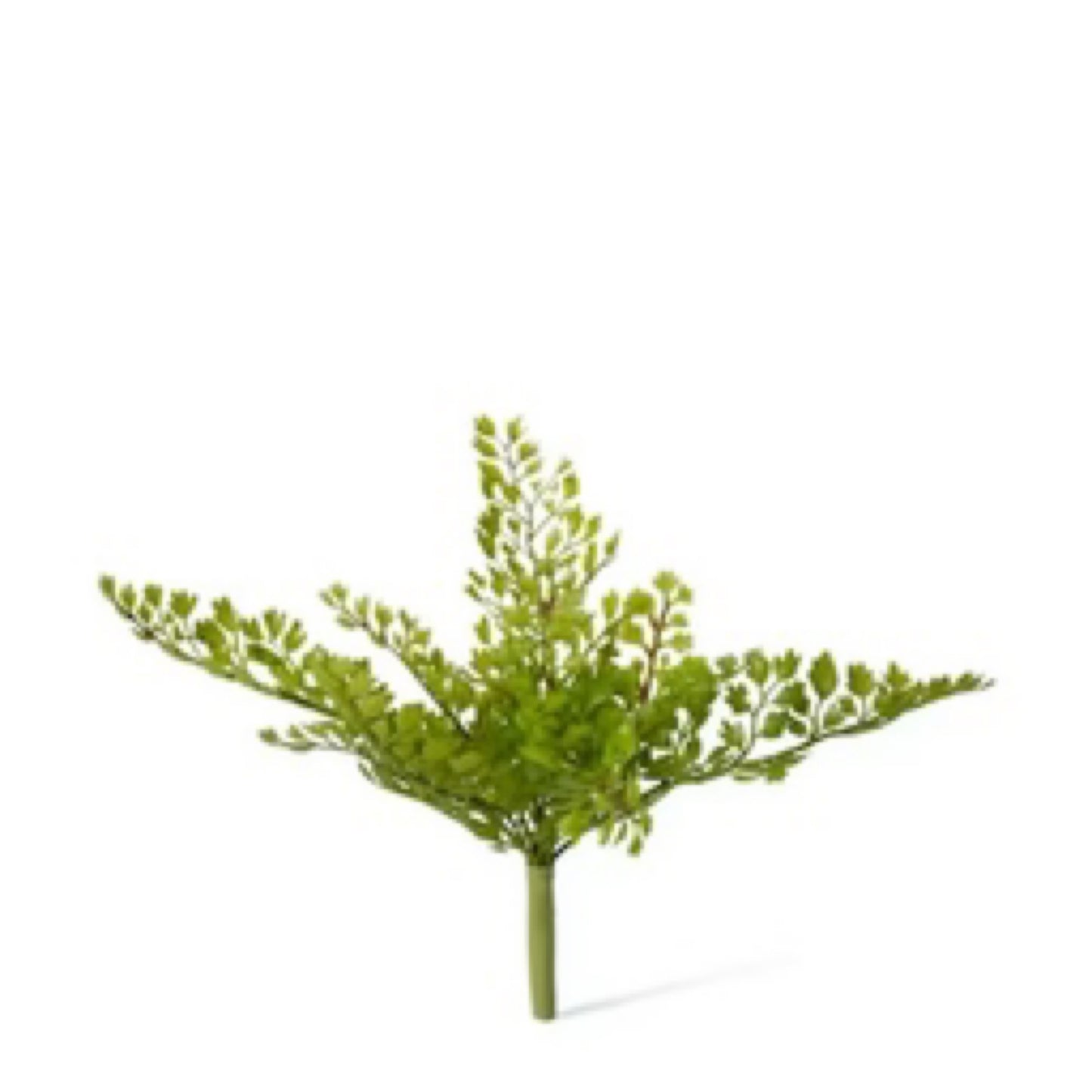 Green Fern