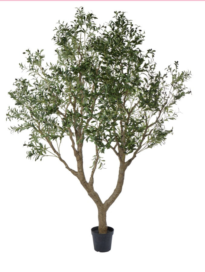 Rogue Olive Tree Green 180x180x260cm