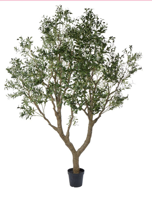 Rogue Olive Tree Green 180x180x260cm