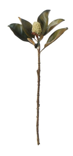 Rogue Magnolia Bud Foliage Green