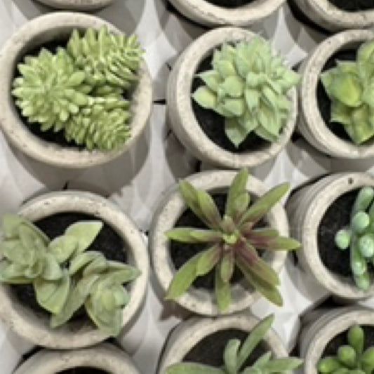 Assorted Potted Succulent