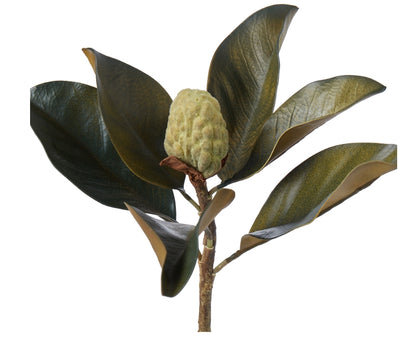 Rogue Magnolia Bud Foliage Green