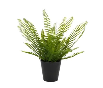 SWORD FERN 40CM W POT 12.5X12CM