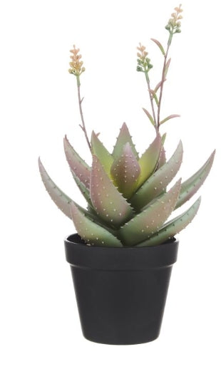 Rogue Flowering Aloe Green