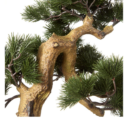 Rogue Pine Bonsai Green