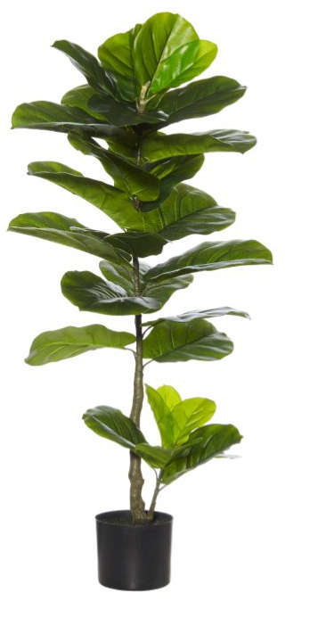 Rogue Giant Fiddle Plant Green 50x50x110cm