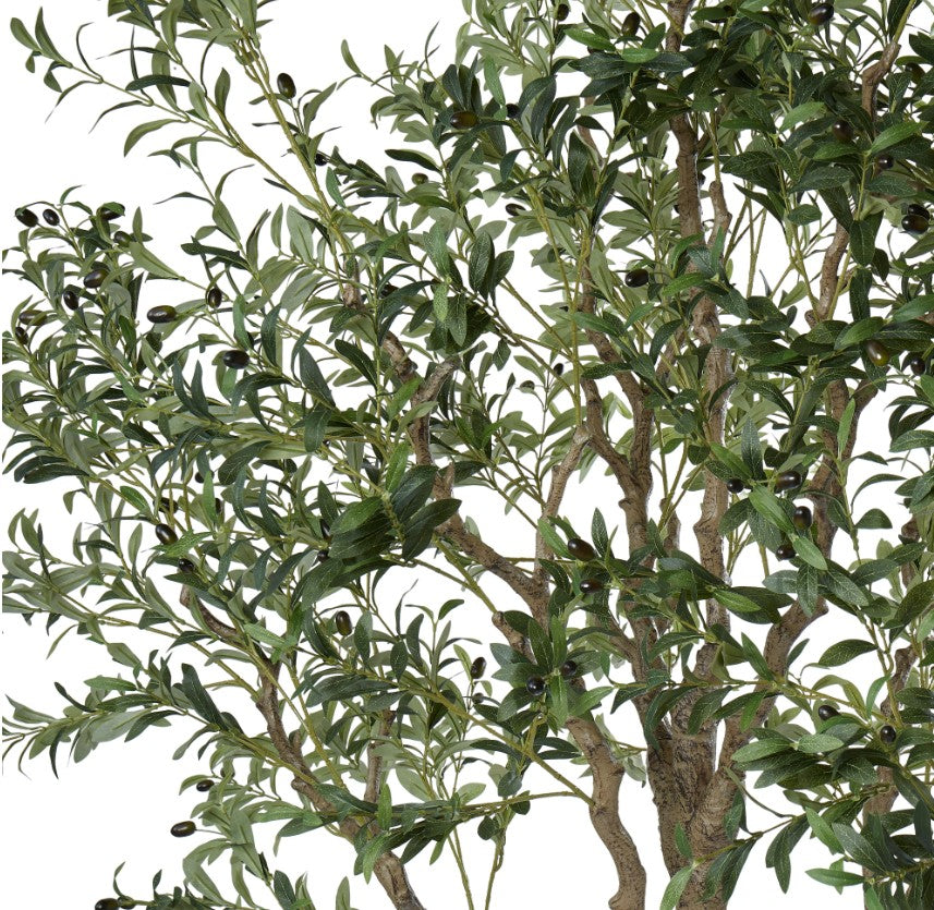 Rogue Olive Tree Green 180x180x260cm