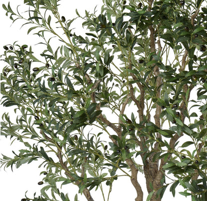 Rogue Olive Tree Green 180x180x260cm
