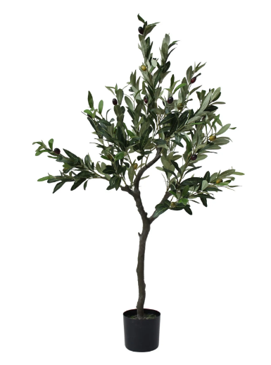 Olive Tree