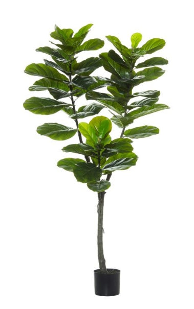 Giant Fiddle Tree 150cm