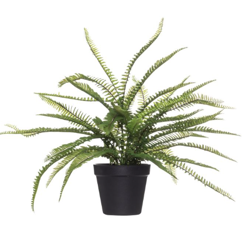 Boston Fern Garden Pot 53cm