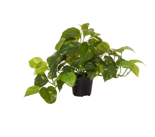 Rogue Pothos-Garden Pot Variegated Artificial Plant