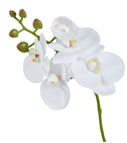 Phalaenopsis Orchid Spray White