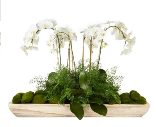 Rogue Phalaenopsis Fern Garden