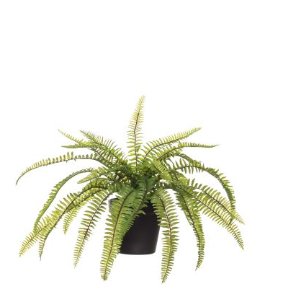 Boston Fern Garden Pot