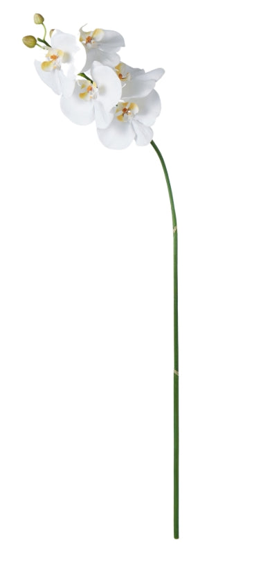 Rogue Phalaenopsis Stem White 88x20x9cm