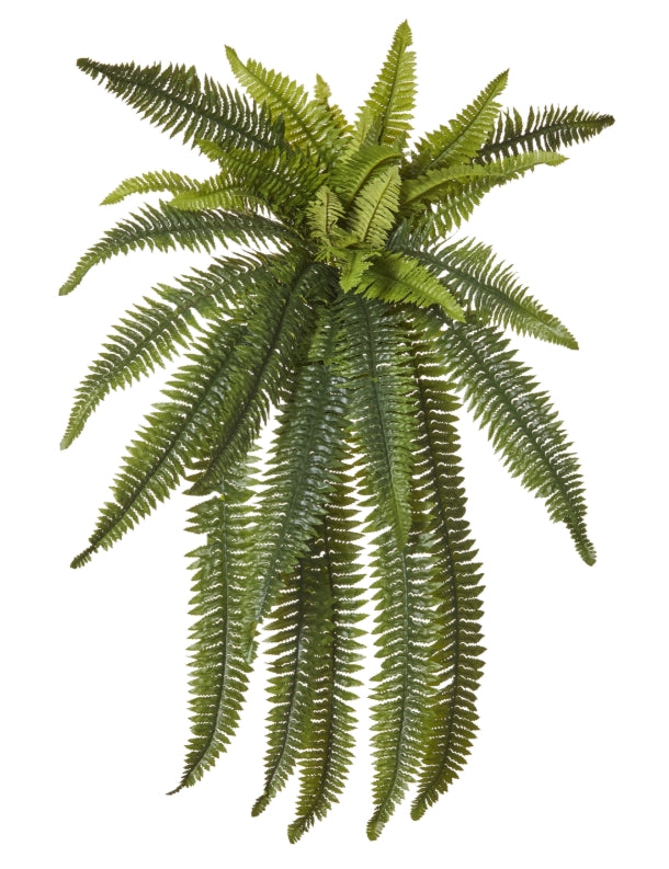 Rogue Boston Wall Fern Green